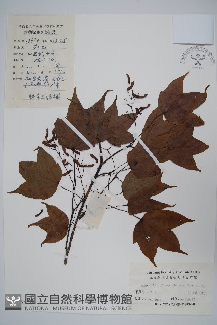 鈍角三峽槭藏品圖，第1張