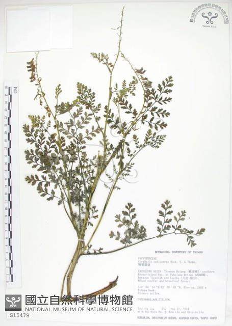 彎果黃菫藏品圖，第1張