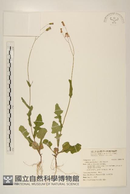 紫背草藏品圖，第1張