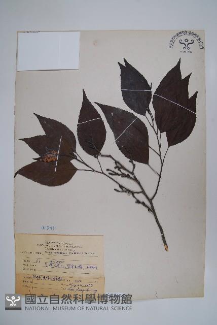 臺灣赤楊、臺灣榿木藏品圖，第1張