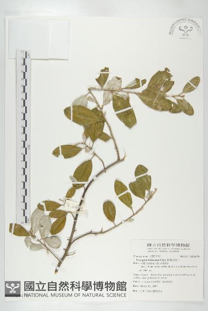 臺灣胡頹子藏品圖，第1張