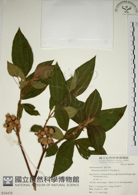 野牡丹藏品圖，第1張