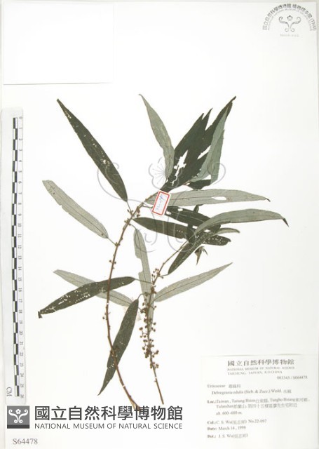 水麻藏品圖，第1張