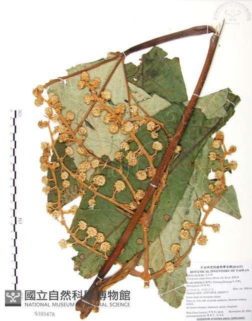 通脫木、通草藏品圖，第1張