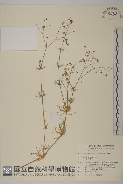 大爪草藏品圖，第1張