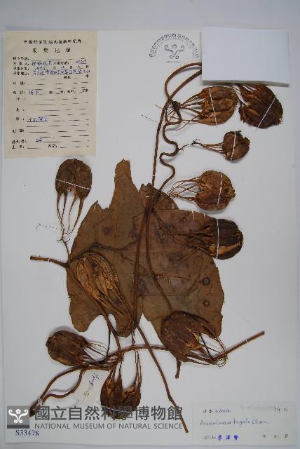 耳葉馬兜鈴藏品圖，第1張