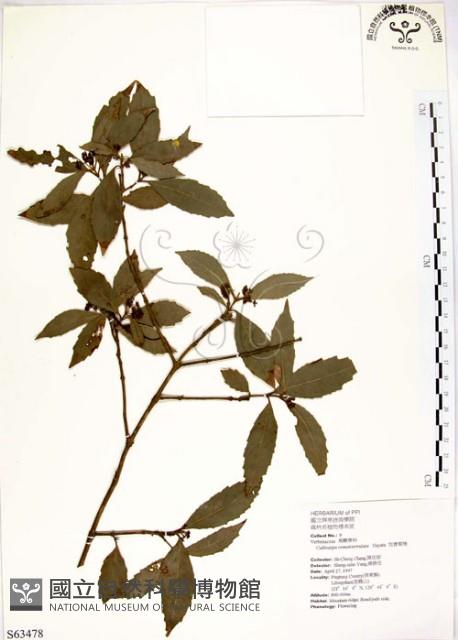 疏齒紫珠、恆春紫珠藏品圖，第1張