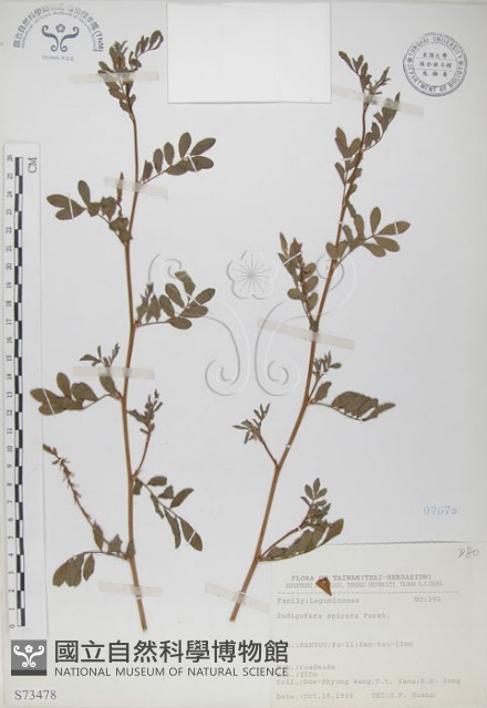 穗花木藍藏品圖，第1張