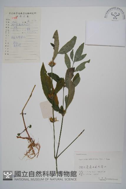 柳葉水蓑衣藏品圖，第1張