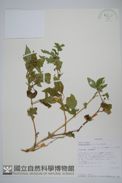 登錄號:S097478藏品圖，第1張