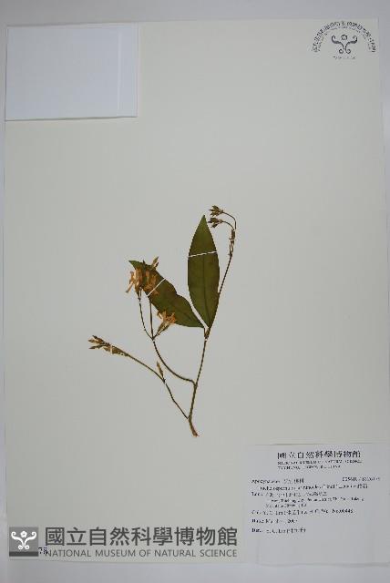 絡石藏品圖，第1張