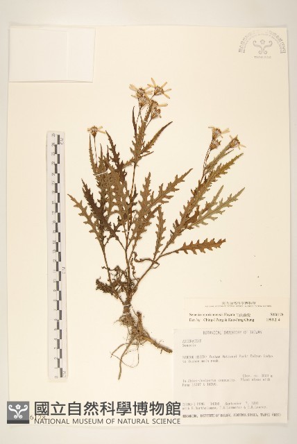 玉山黃菀藏品圖，第1張