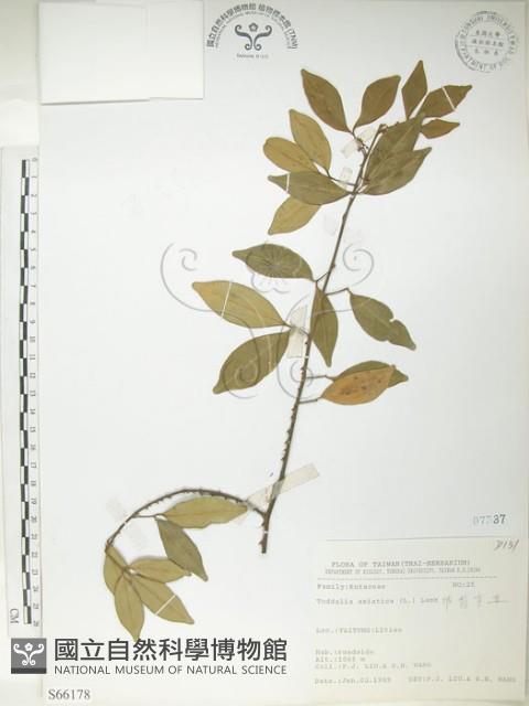 飛龍掌血藏品圖，第1張