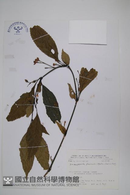 腺萼馬藍藏品圖，第1張