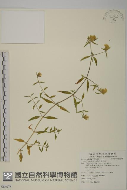 異葉珍珠菜藏品圖，第1張