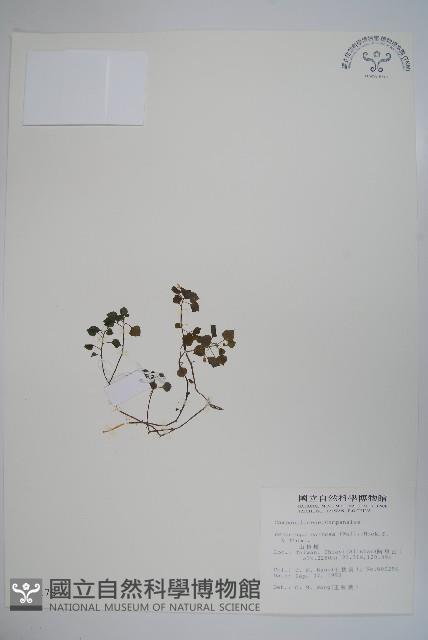 山桔梗藏品圖，第1張