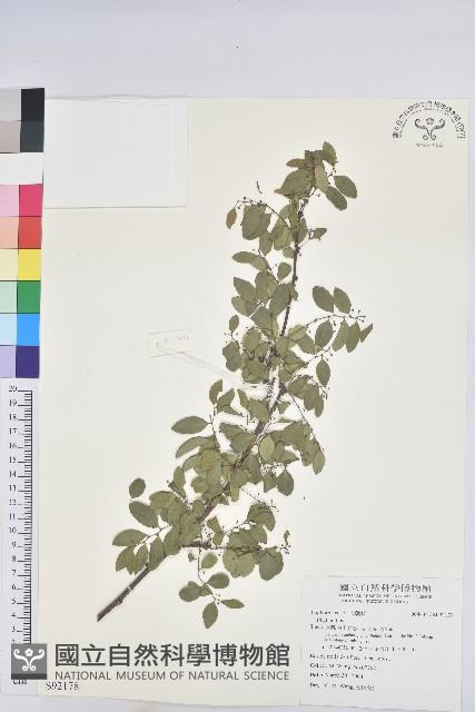 登錄號:S092178藏品圖，第1張