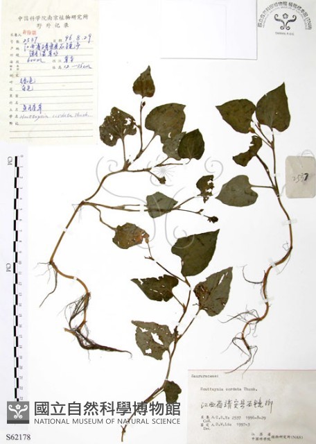 臭腥草、蕺菜藏品圖，第1張