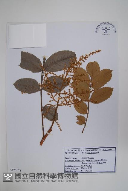 鹽膚木藏品圖，第1張