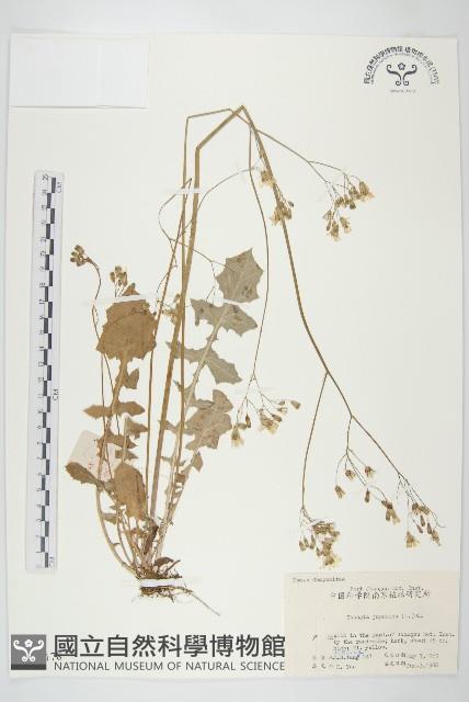 黃鵪菜藏品圖，第1張