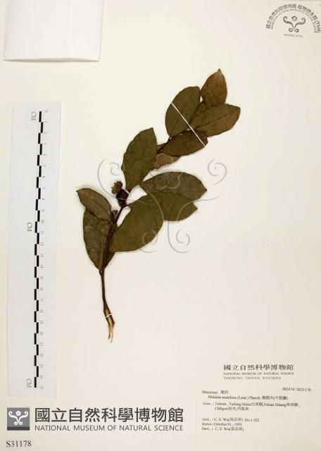 盤龍木、牛筋藤藏品圖，第1張