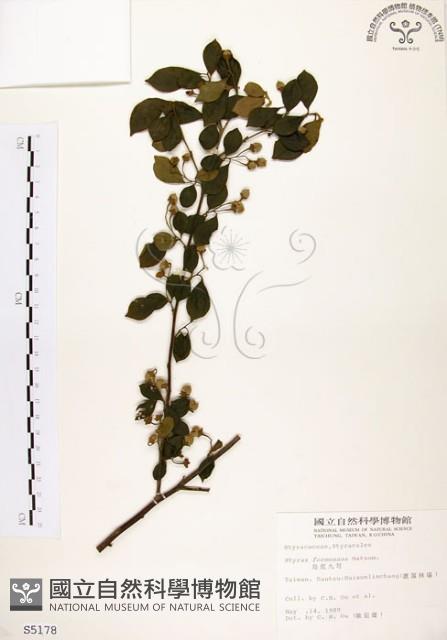 烏皮九芎、奮起湖野茉莉藏品圖，第1張