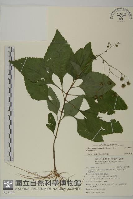 下田菊藏品圖，第1張