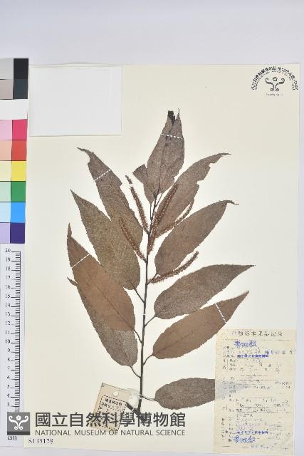 錐栗藏品圖，第1張