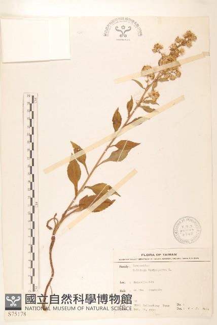 登錄號:S075178藏品圖，第1張