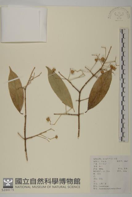 大果衛矛藏品圖，第1張