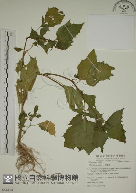 燈籠草藏品圖，第1張