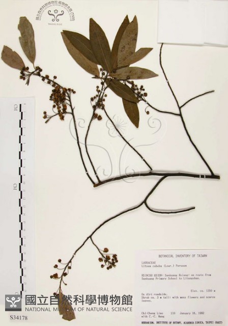 山胡椒藏品圖，第1張