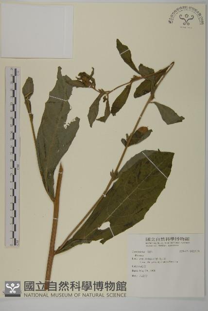 登錄號:S123178藏品圖，第1張