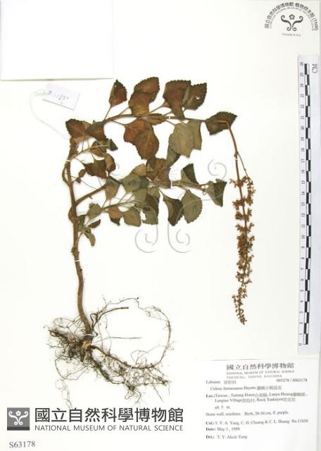 蘭嶼小鞘蕊花藏品圖，第1張