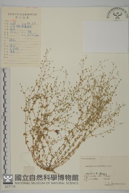 Accession Number:S057178 Collection Image, Figure 1, Total 3 Figures