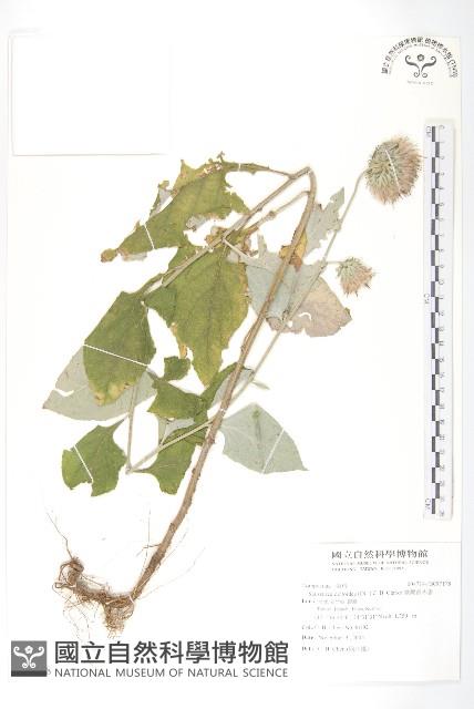 臺灣青木香藏品圖，第1張