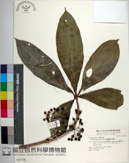 臺灣野牡丹藤藏品圖，第1張