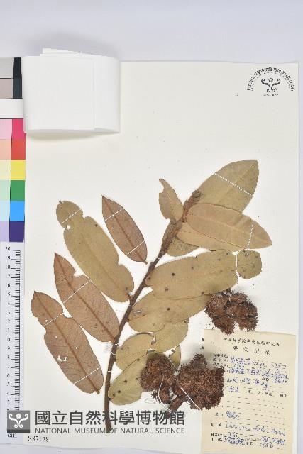 南嶺栲藏品圖，第1張