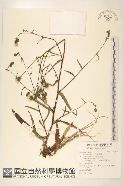 毛蓮菜藏品圖，第1張