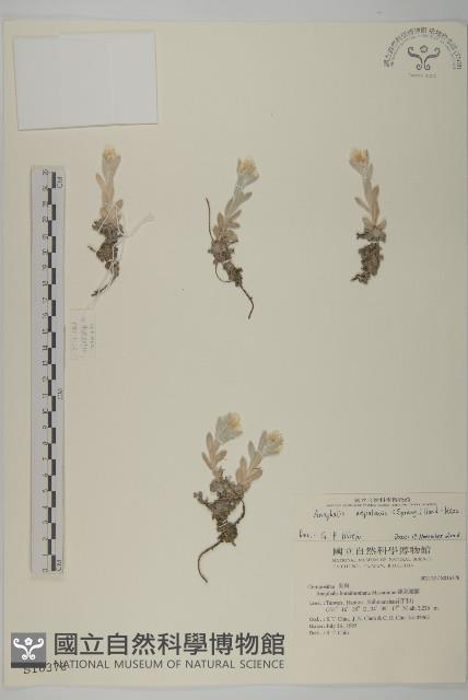 尼泊爾籟簫藏品圖，第1張