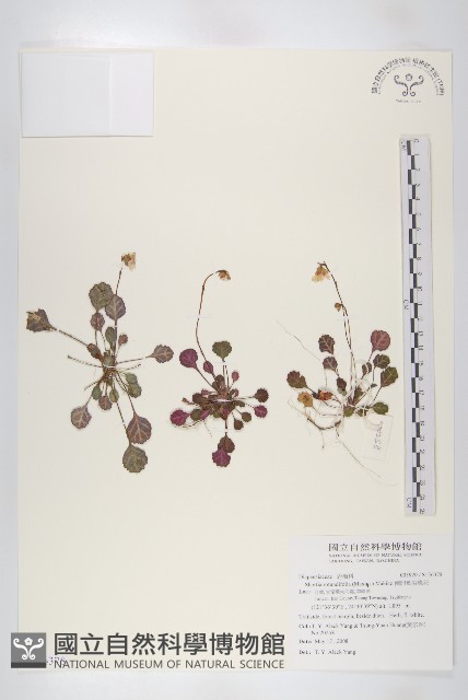 倒卵葉裂緣花藏品圖，第1張