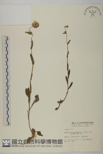 毛將軍藏品圖，第1張