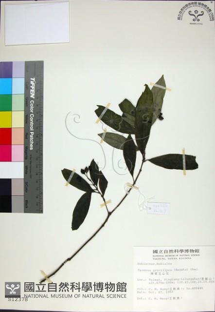 薄葉玉心花藏品圖，第1張