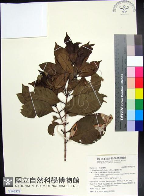 蘭嶼赤楠藏品圖，第1張