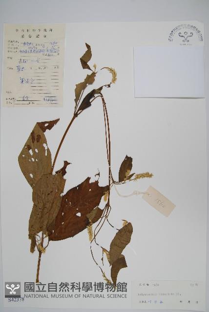 牛膝藏品圖，第1張