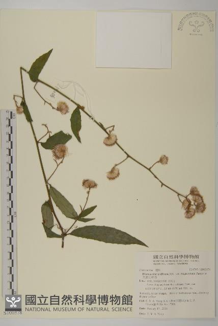 大頭艾納香藏品圖，第1張