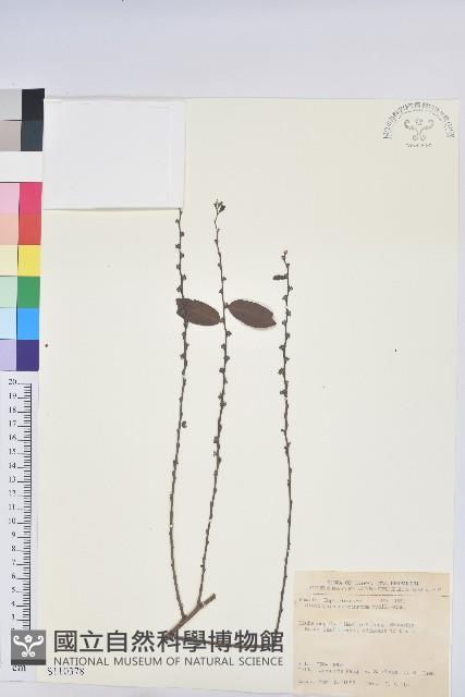 裡白饅頭果藏品圖，第1張