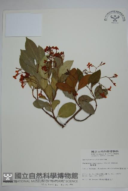 細梗絡石藏品圖，第1張