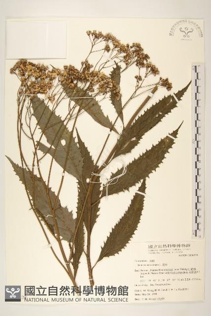 黃菀藏品圖，第1張