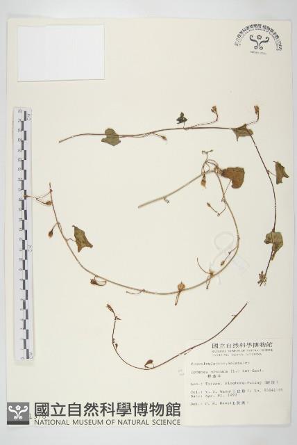 野牽牛藏品圖，第1張